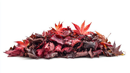 Obraz premium Autumn's Embrace: A Pile of Colorful Maple Leaves