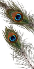 Obraz premium Vivid eye-catching peacock feathers contrasted against clean white background, beautiful, colorful, bird