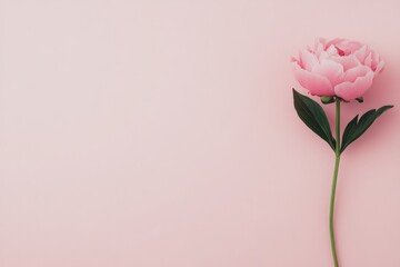 Fototapeta premium A single pink peony flower stands tall against a soft blue background in a tranquil setting