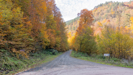 Autumn leaves falling into the lake, magnificent autumn view, bolu Yedigöller National Park
