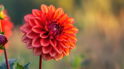 Obraz premium A detailed view of a flower with a blurred background