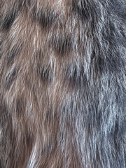 A detailed close-up of soft cat fur with natural patterns and textures, perfect for cozy...