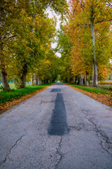 Obraz premium Camino rodeado de vegetación en otoño.