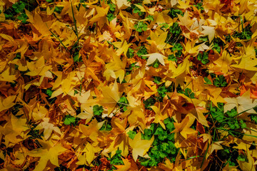 Hojas amarillas caídas por la llegada del otoño.