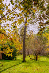 Arbolada y vegetación en temporada de otoño 