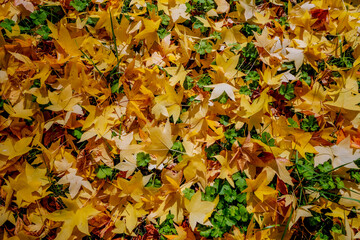 Hojas amarillas caídas por la llegada del otoño.