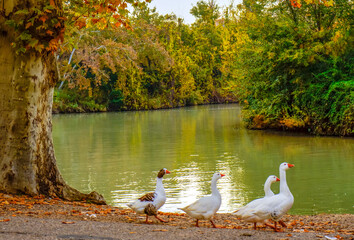 Una manada de patos en el campo.