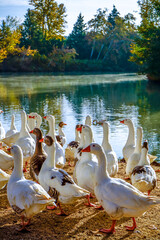 Una manada de patos en el campo.