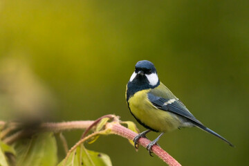 Naklejka premium portrait d'une très jolie mésange charbonnière, dans un très joli bokeh naturel à l'automne