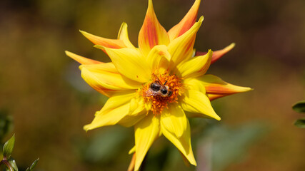 Fototapete bei efototapeten.de bestellen   