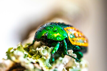 Beautiful green and yellow South American tropical beetle (Macraspis festiva) known as...