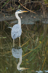 magnifique portrait d'un héron cendré sauvage, marchant dans l'eau, héron avec son miroir, 