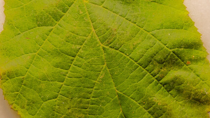 Obraz premium texture d'une feuille de noisetier, sous une lumière artificielle