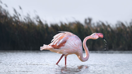 Fluffy Flamingo (Phoenicopteridae)