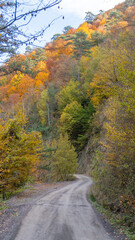 Obraz premium Autumn leaves falling into the lake, magnificent autumn view, bolu Yedigöller National Park