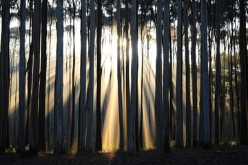 A serene scene of a forest with sunlight shining through the trees, great for nature and outdoor-themed images