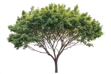 A single tree with lush green leaves against a pure white background, ideal for use in nature-inspired designs and themes