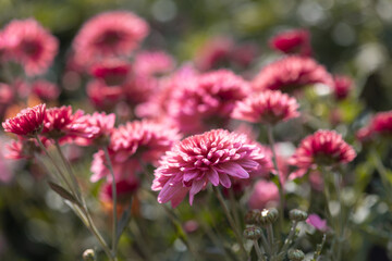 Pink flowers. Solid carpet of lush bright pink flowers, garden art, close-up of flowering. Foreground in focus, foreground in blur