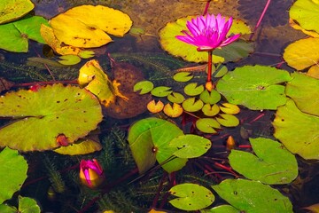 Purple water lilies surrounded by lily  pads in a tranquil pond. One lily full bloom and one just...