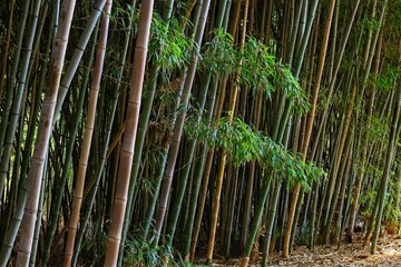 Dense green bamboo forest of Golden Bamboo, Phyllostachys aurea.