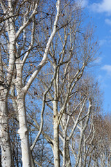 London plane trees