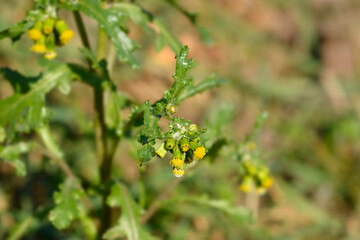 Common groundsel flowers