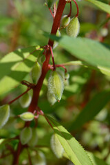 Garden balsam seed pods
