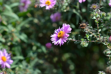 New England aster Barrs Pink flower