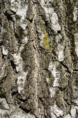 Common birch bark detail