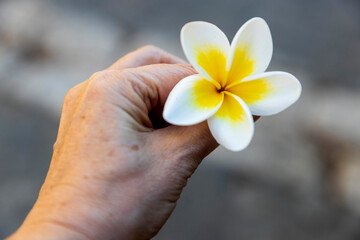 An elderly woman's hand holds a plumeria flower.