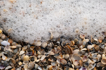 Seashells and sea foam. Top view.