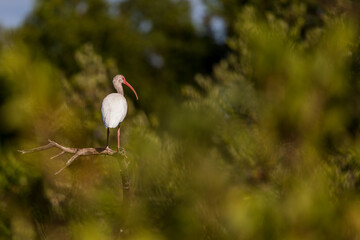 White Ibis