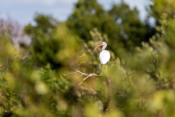 White Ibis