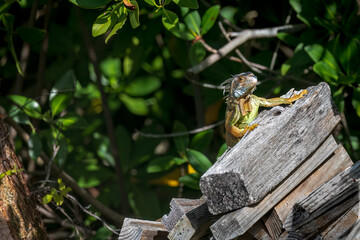 An Iguana on a Wood Pile