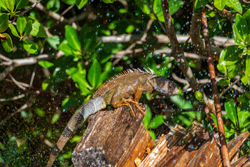 An Iguana and a Sprinkler