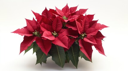A vibrant red poinsettia plant with lush green leaves, perfect for decorative purposes