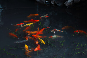 Koi carp, a flock of beautiful red fish in a pond, freshwater ecosystem, urban lakes