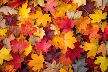Fototapeta premium A pile of fallen autumn leaves scattered on the ground, great for backgrounds and fall themed designs