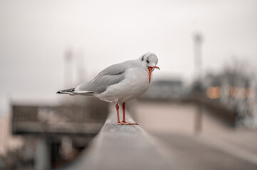 seagull on the parapet