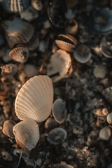 seashells on the beach