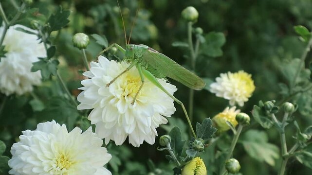 Green locust on chrysanthemum. A green grasshopper sits on a white chrysanthemum flower.