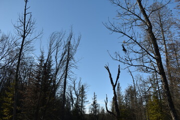 Sentier Père Buteux 15 Novembre 2024