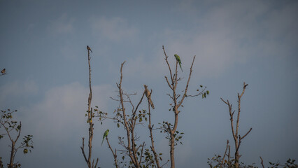 The landscape of Keoladeo National Park in India