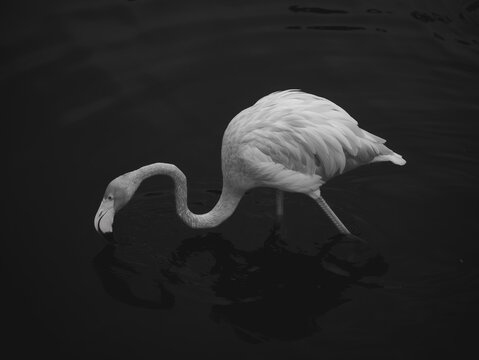 Feeding Flamintg in black and white