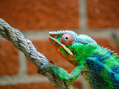 Green chameleon on a rope