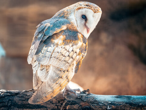 Owl Looking over its shoulder