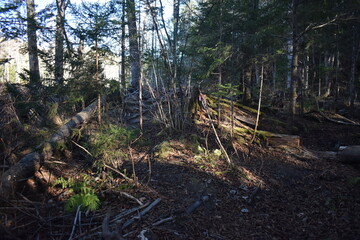 Sentier Père Buteux 15 Novembre 2024