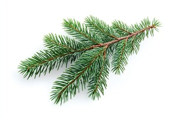 A single pine tree branch against a clean white background, great for highlighting natural textures and colors