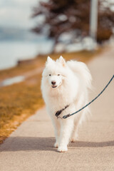 Alki Beach, Seattle, Washington Lifestyle photography featuring restaurants, social activities, and sceneries overlooking the puget sound. Highlighting the natural beauty and pet friendly lifestyle.