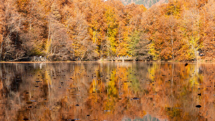 Autumn leaves falling into the lake, magnificent autumn view, bolu Yedig&ouml;ller National Park